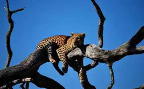 rêver de léopard en islam