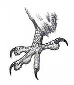 rever de griffes