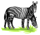 rever de zebre