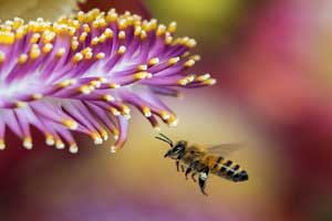 rêver d'abeille en islam.