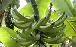 rêve de banane plantain.