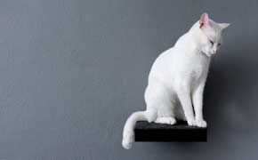 rêver de chat blanc signification