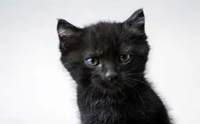 rêver de chat noir signification