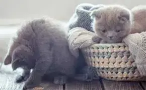 Rever De Chaton Interpretation Signification Du Reve De Chaton