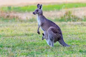 rêver de kangourou