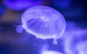 rêver de méduse