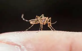 rêver de moustique