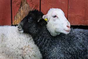 rêver de mouton