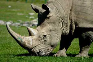 rêver de rhinocéros.