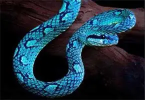 rever de serpent bleu