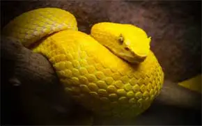 rever de serpent jaune