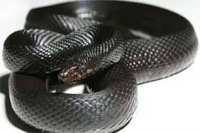 rever de serpent noir