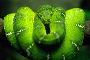 rever de serpent vert
