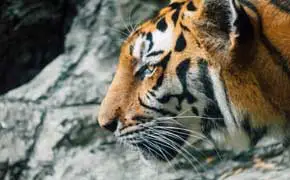 rêve de tigre selon l'islam