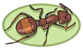 rever de fourmi