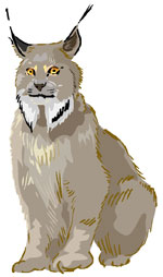 rever de lynx