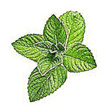rever de menthe.