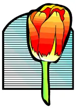 rever de tulipe
